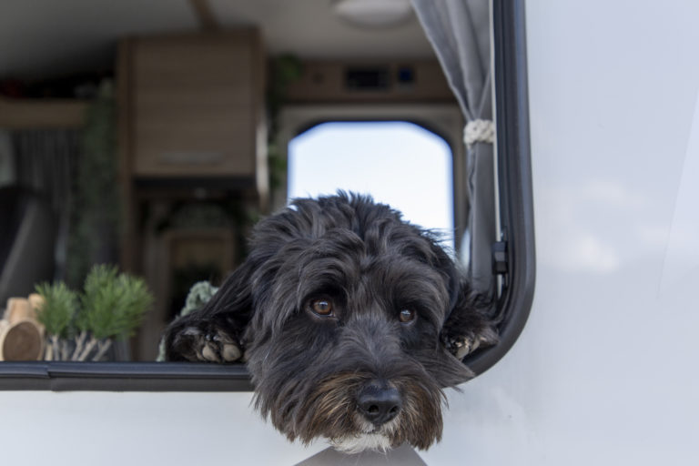 Leo schaut verträumt aus dem Fenster: Hunde sehen sich beim Camping gern die Umgebung an