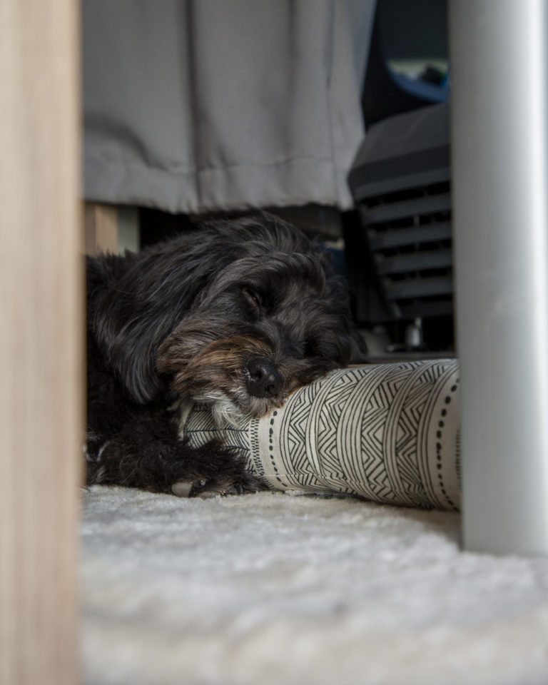 Hund liegt schlafend unter dem Wohnmobiltisch: Ruhiger Liegeplatz wichtig beim Campen mit Hund