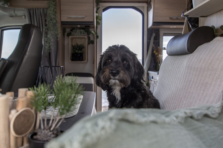 Leo sitzt auf der Rückband im Wohnmobil und denkt an die Vorbereitungen zum Camping mit Hund