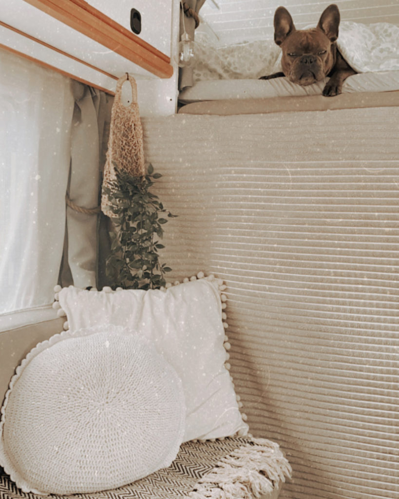 Französische Bulldogge auf dem Bett im Wohnmobil mit schöner Dekoration